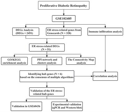 Identification of immune-related endoplasmic reticulum stress genes in proliferative diabetic retinopathy using bioinformatics analysis
